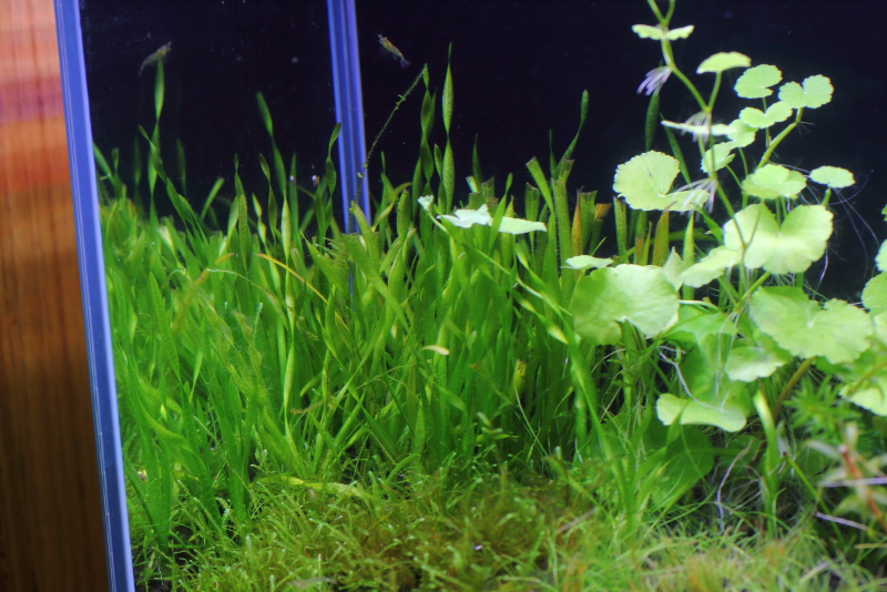 植栽から92日目（トリミングから33日目）　スクリューバリスネリア